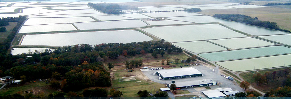 Harry Saul Minnow Farm